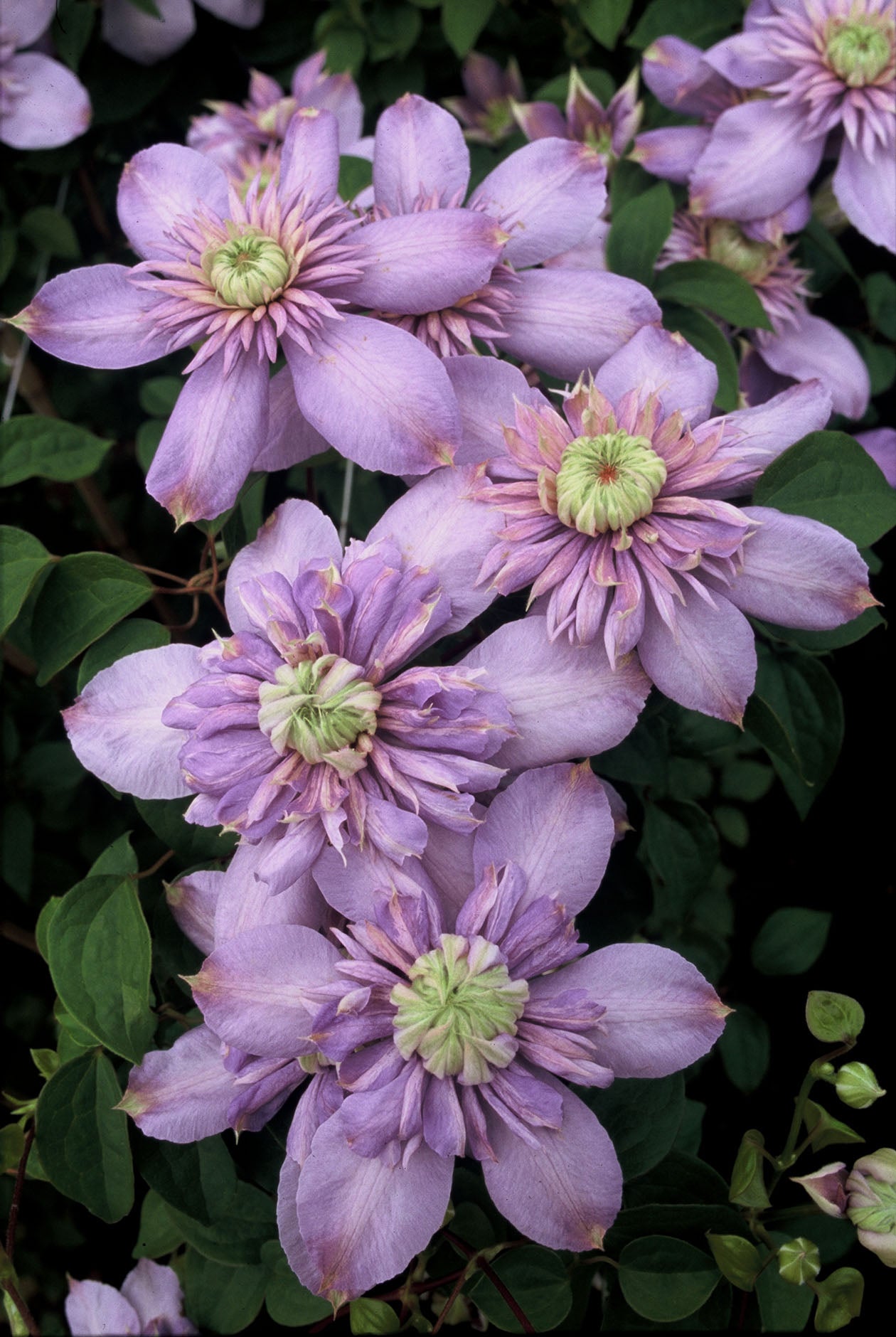 Blue Light Clematis Vine
