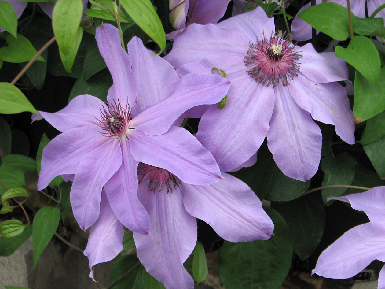 Blue Ravine Clematis Vine