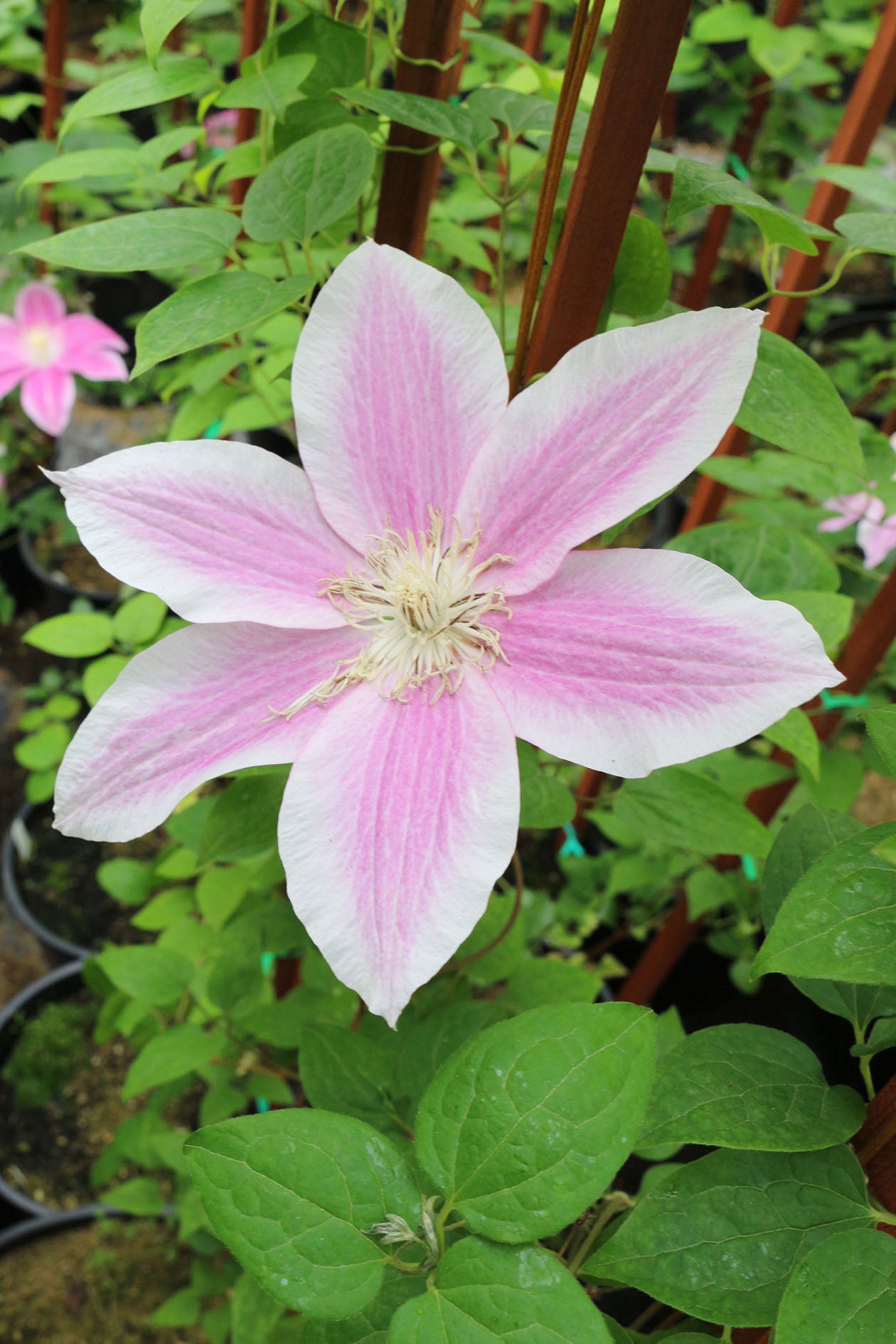 C. W. Dowman Clematis Vine