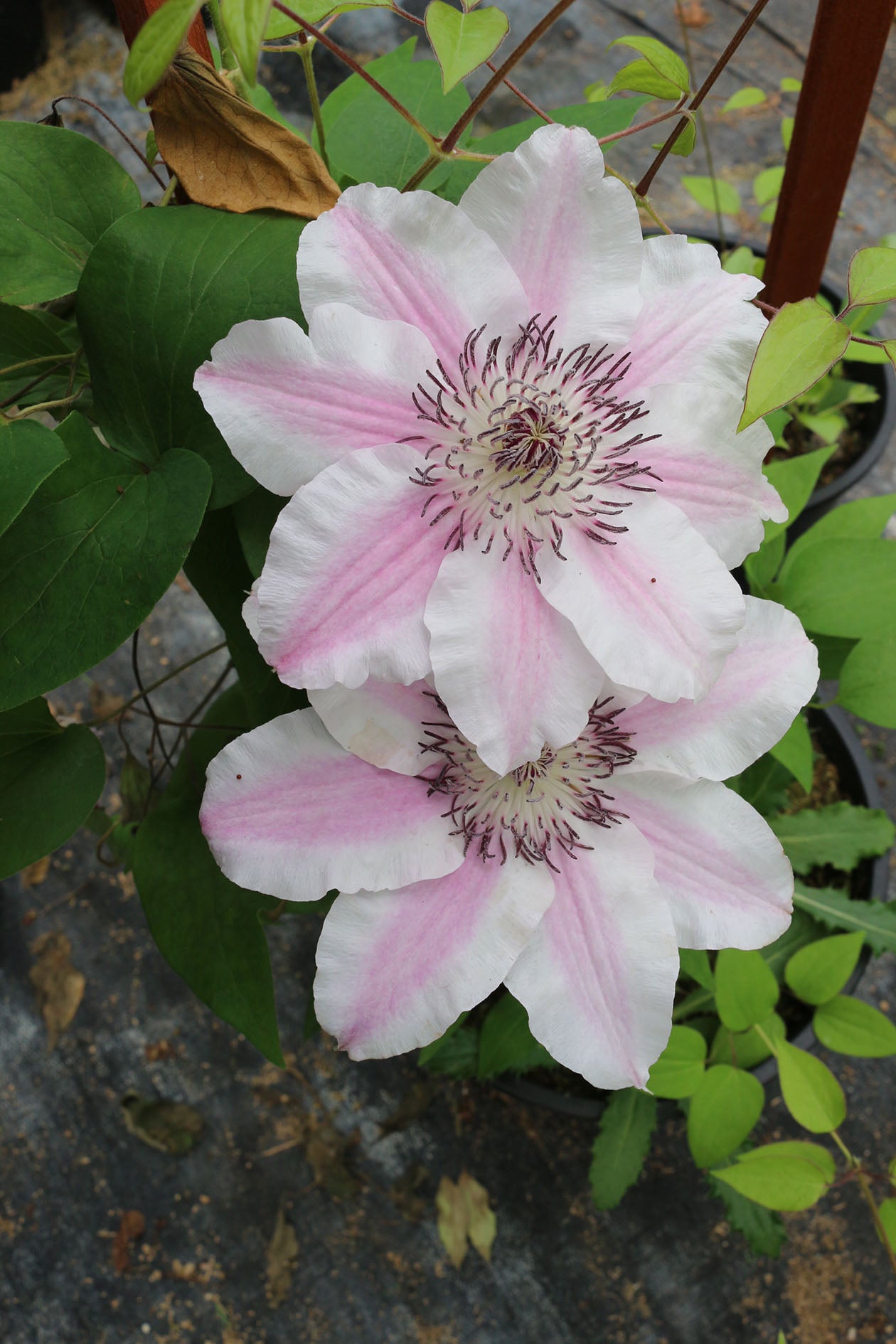Capitaine Thuilleaux Clematis Vine
