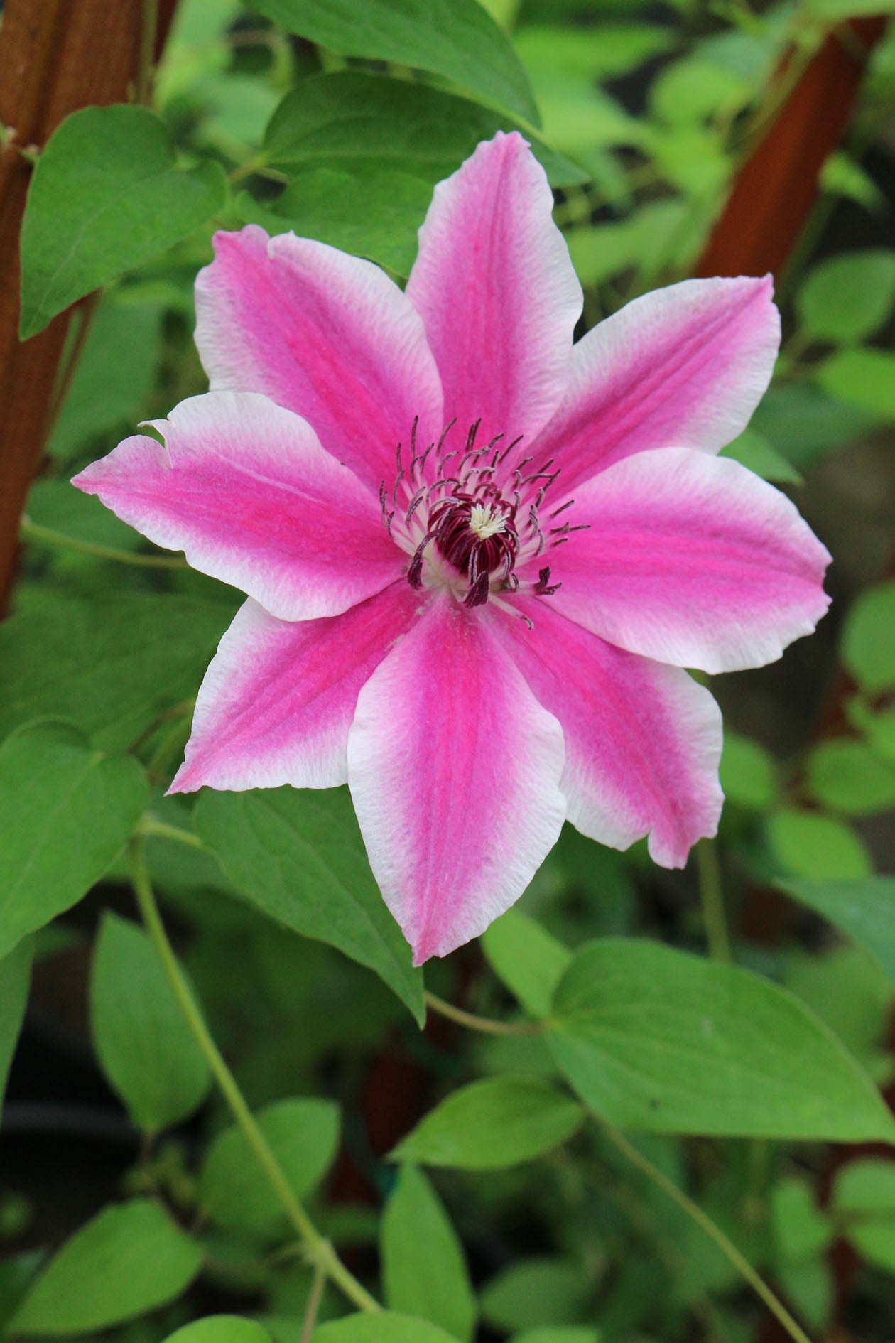 clematis plants online Carnaby Clematis Vine – EVERGREEN