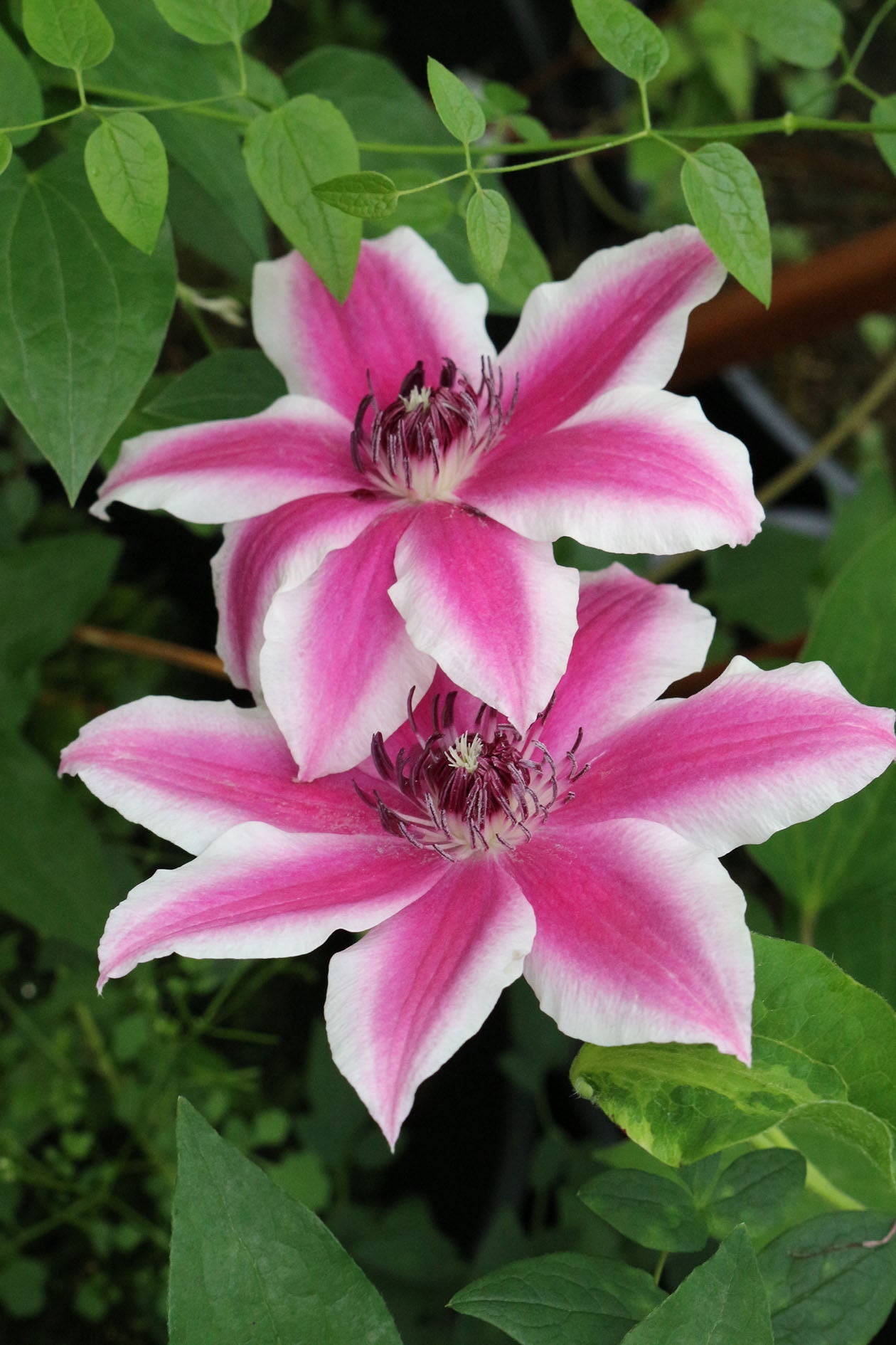 Carnaby Clematis Vine
