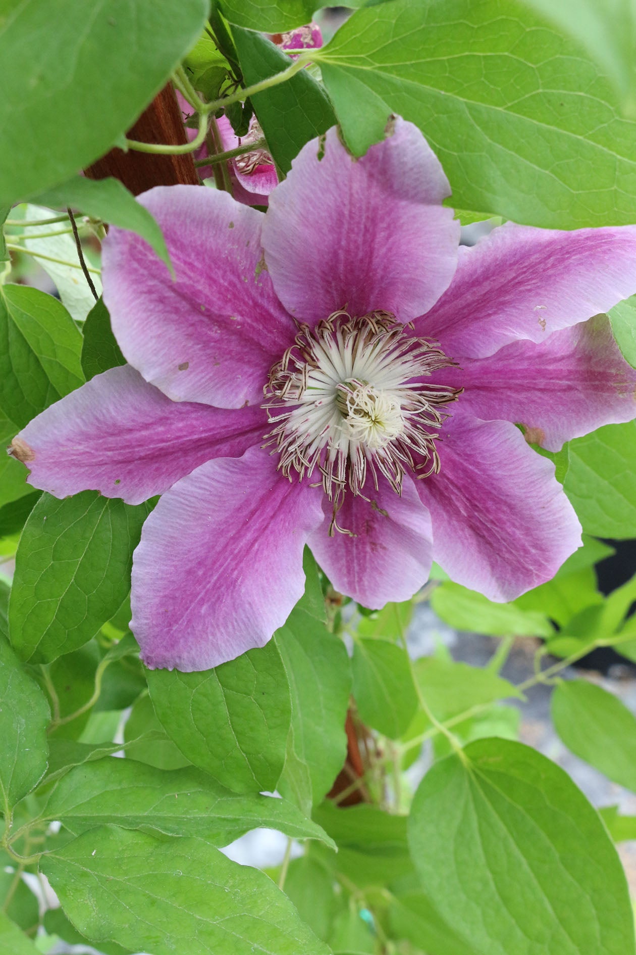 Dr. Ruppel Clematis Vine