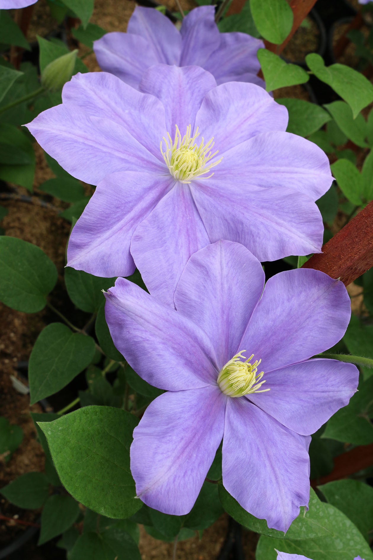 Fuji Musume Clematis Vine