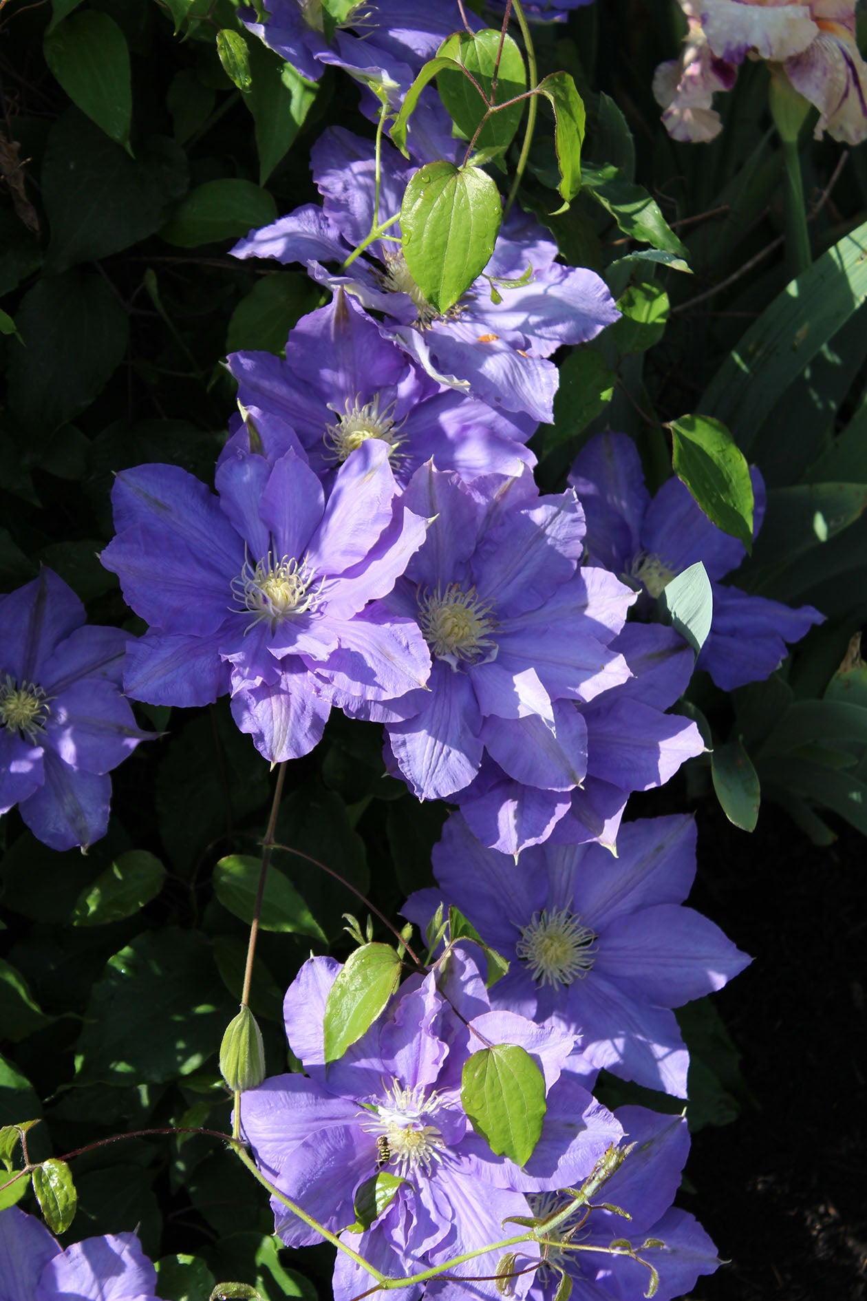 H. F. Young Clematis Vine