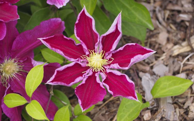 Hania Clematis Vine