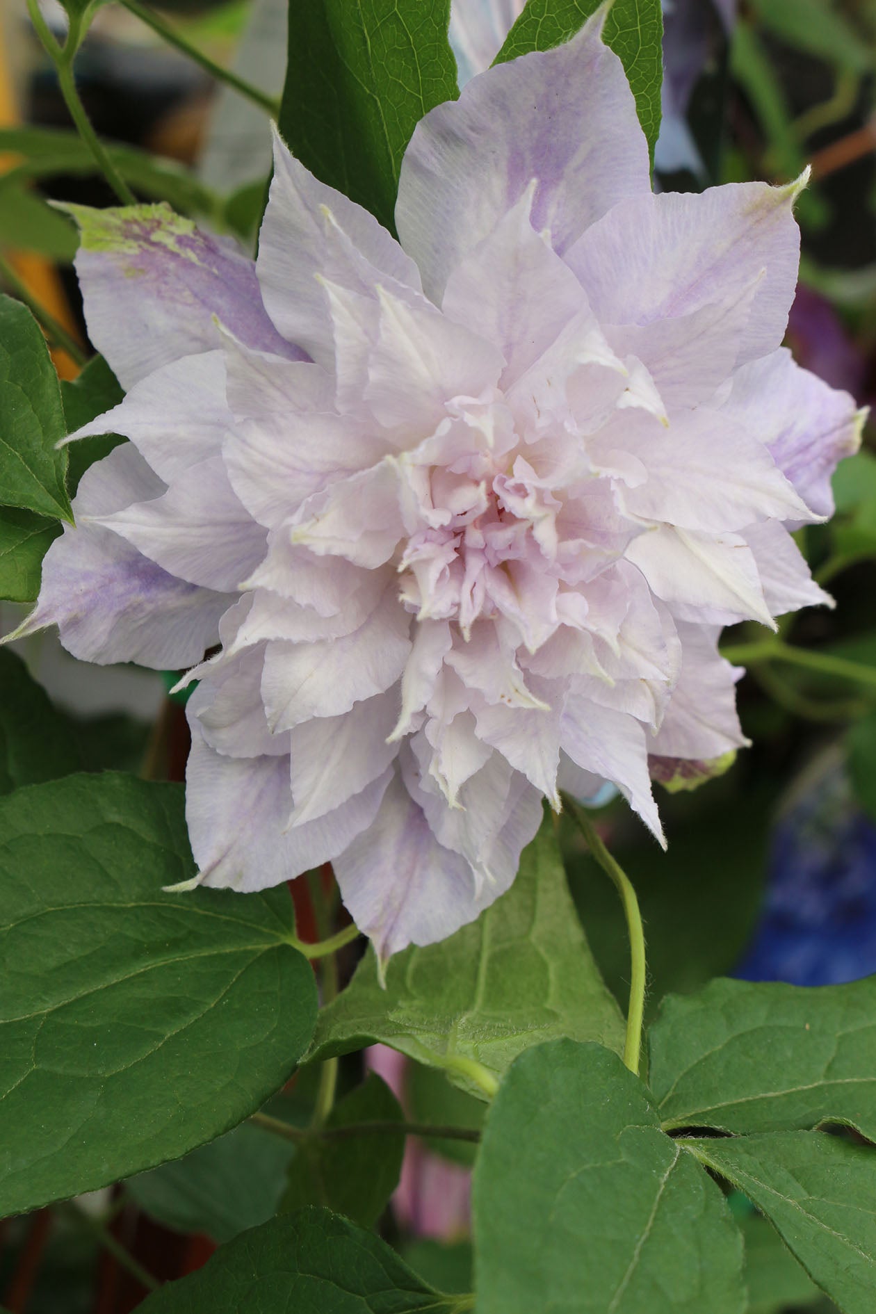 Jackmanii Alba Clematis Vine
