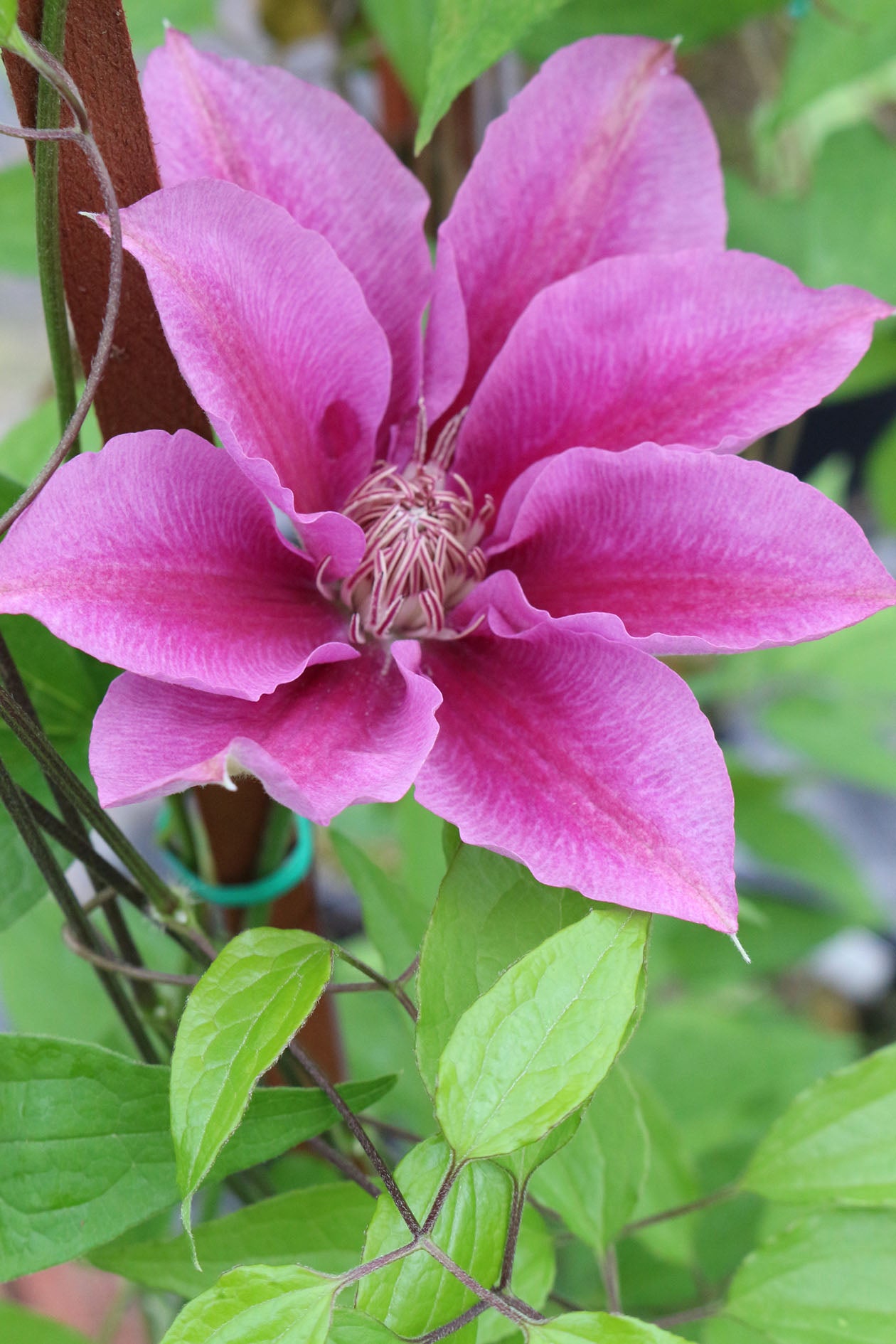 Killian Donahue Clematis Vine