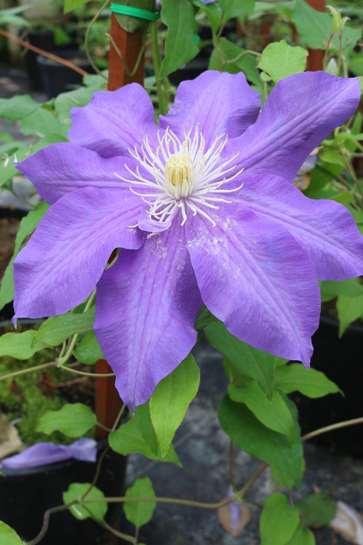 Lasurstem Clematis Vine