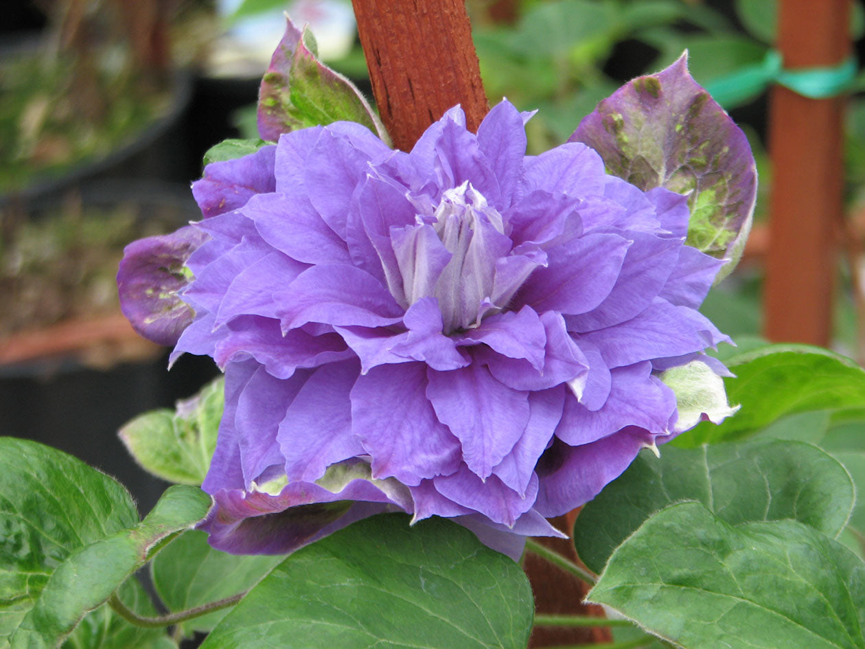Louise Rowe Clematis Vine