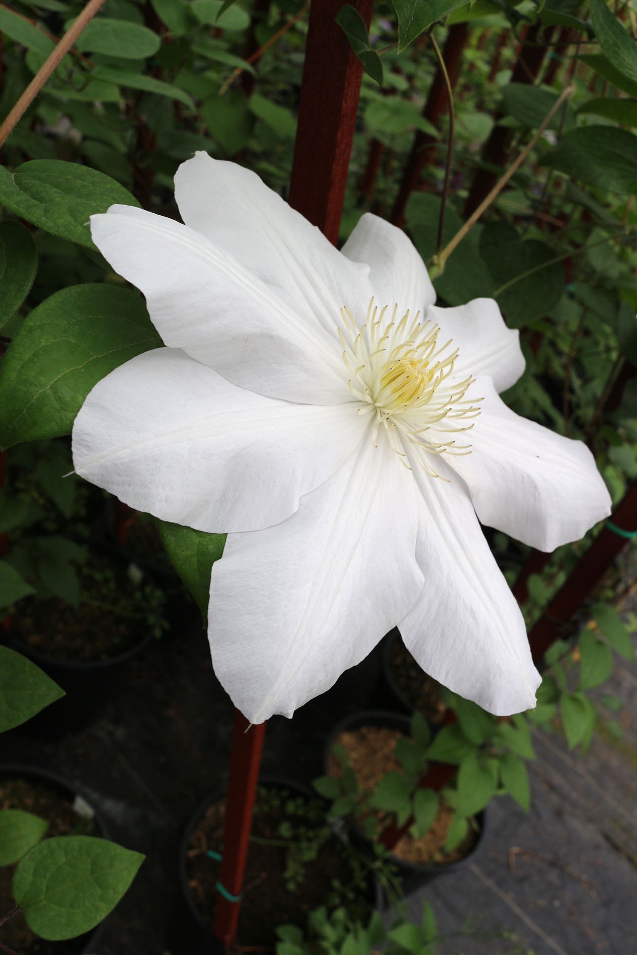 Madame Le Coultre Clematis Vine