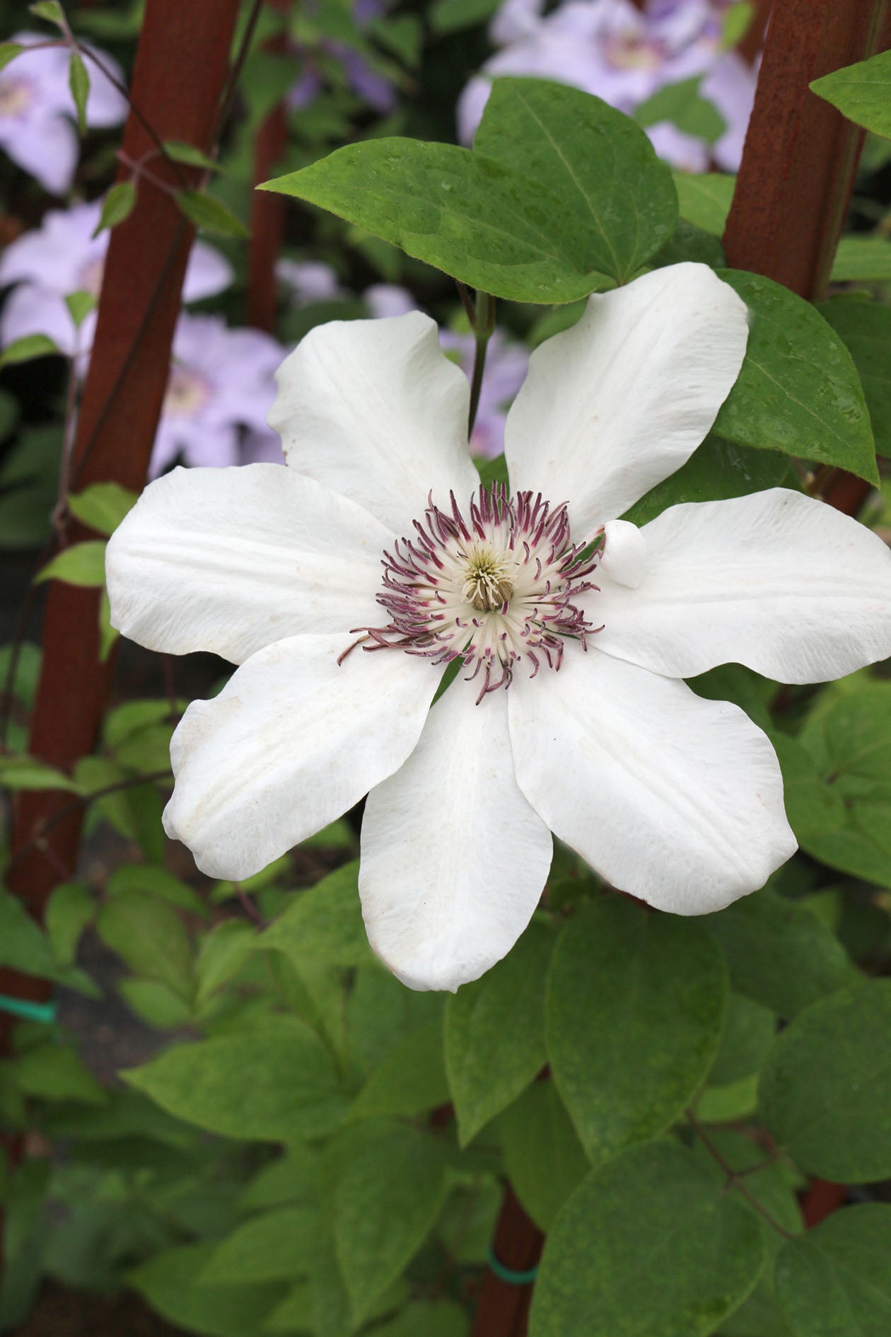 Miss Bateman Clematis Vine