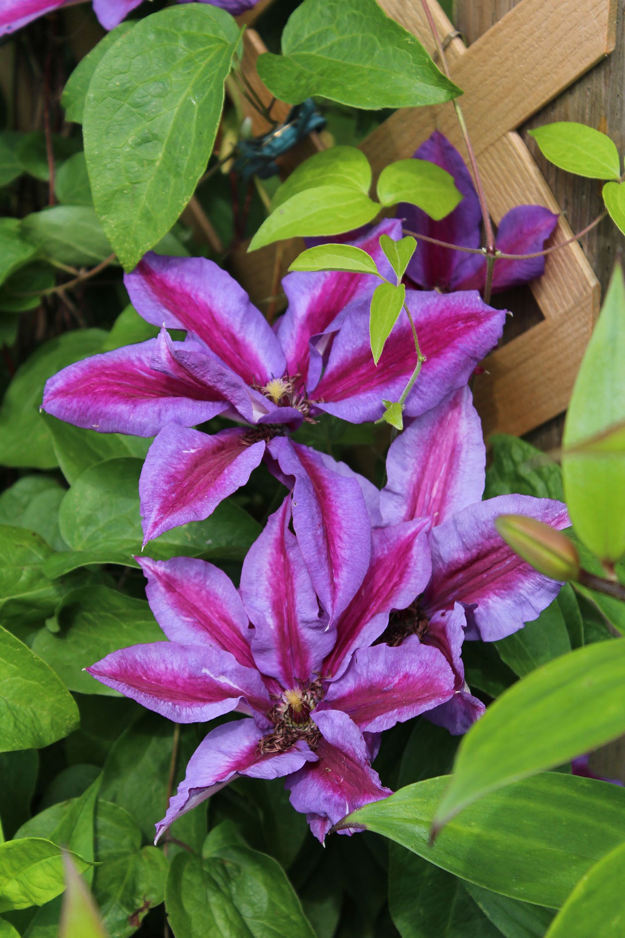 Mrs. N. Thompson Clematis Vine