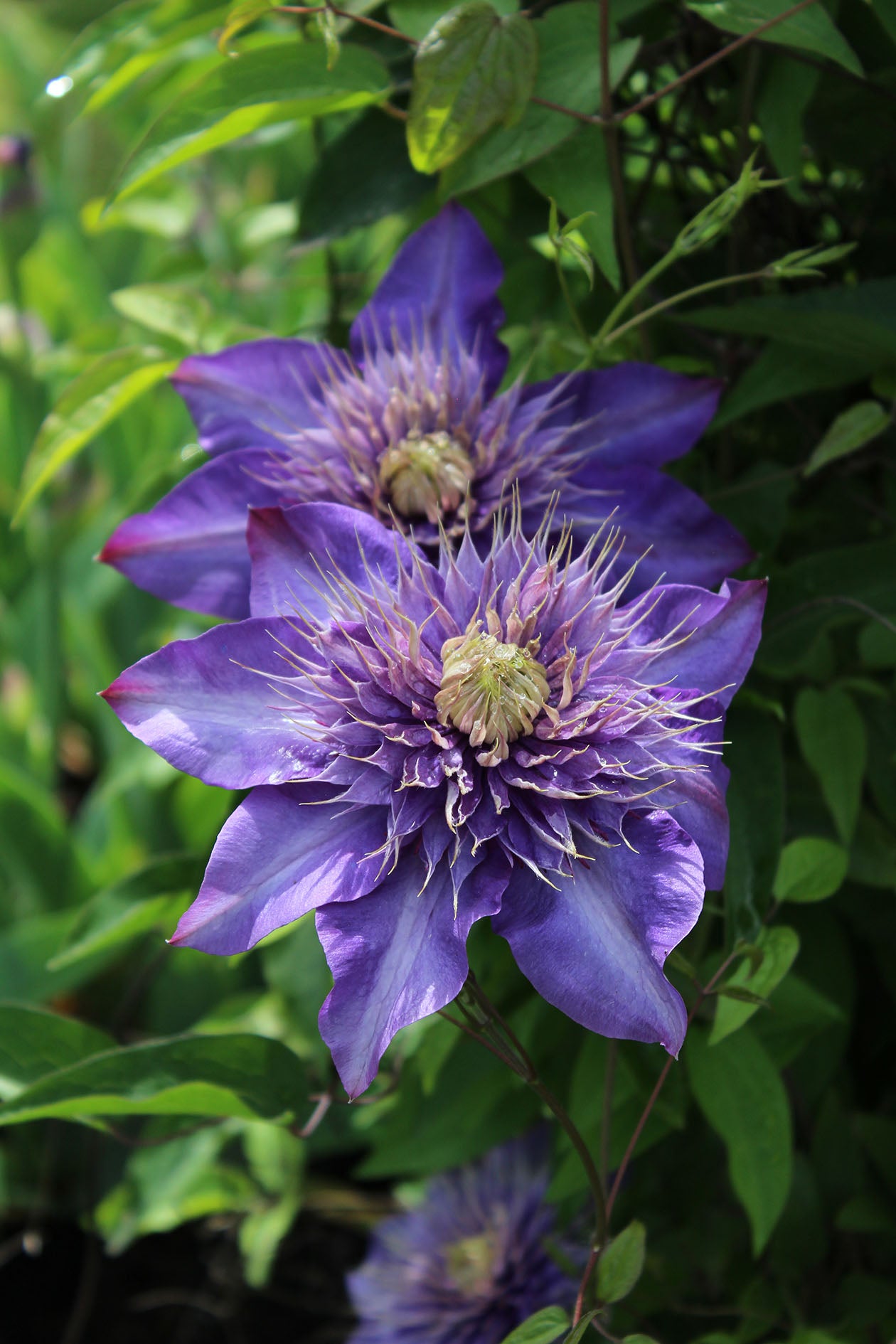 Multi Blue Clematis Vine