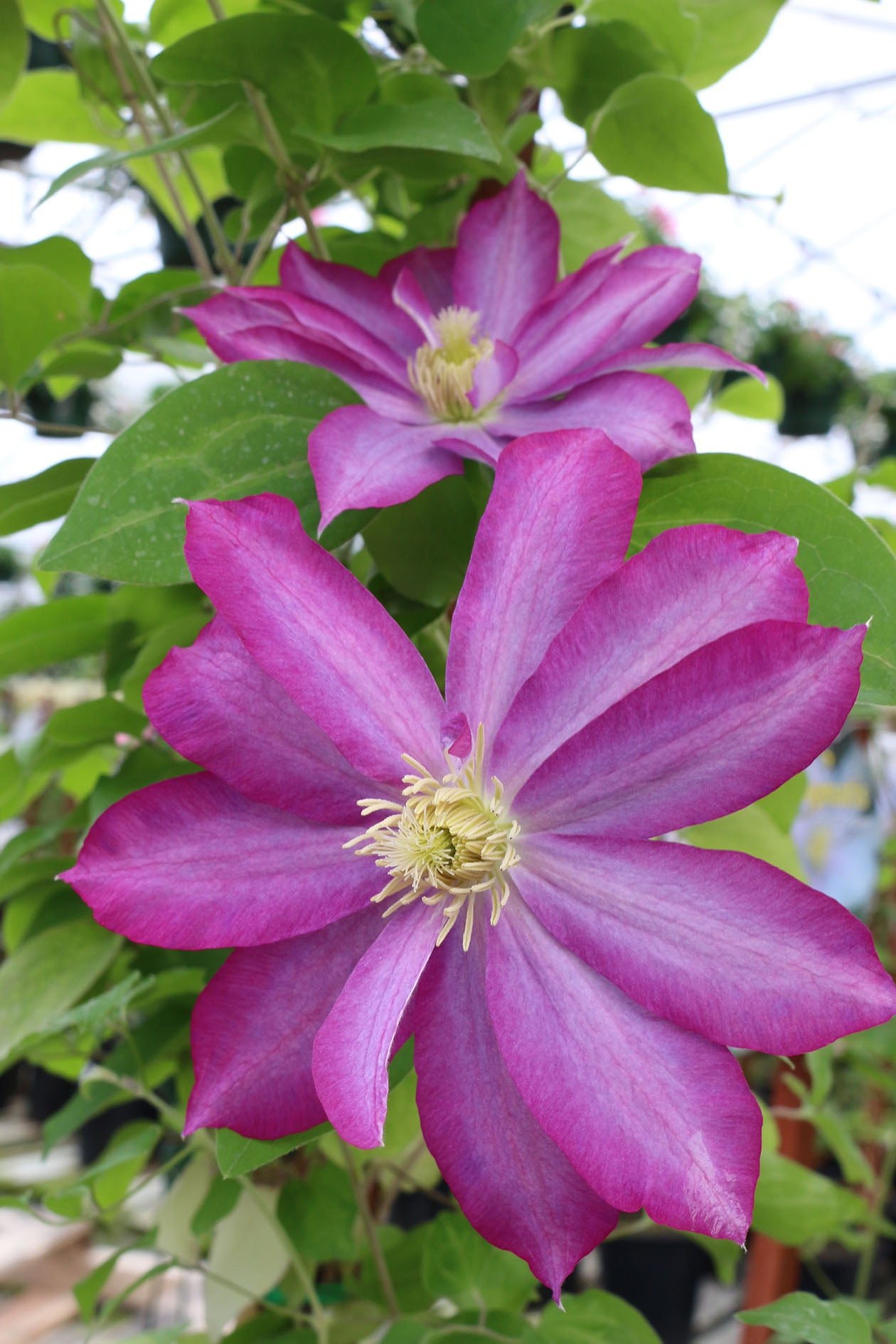 Pink Champagne Clematis Vine