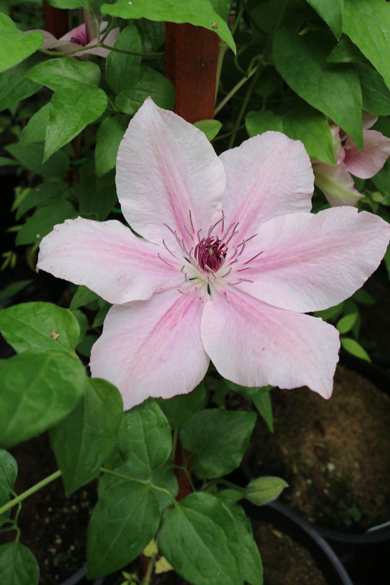 Pink Fantasy Clematis Vine