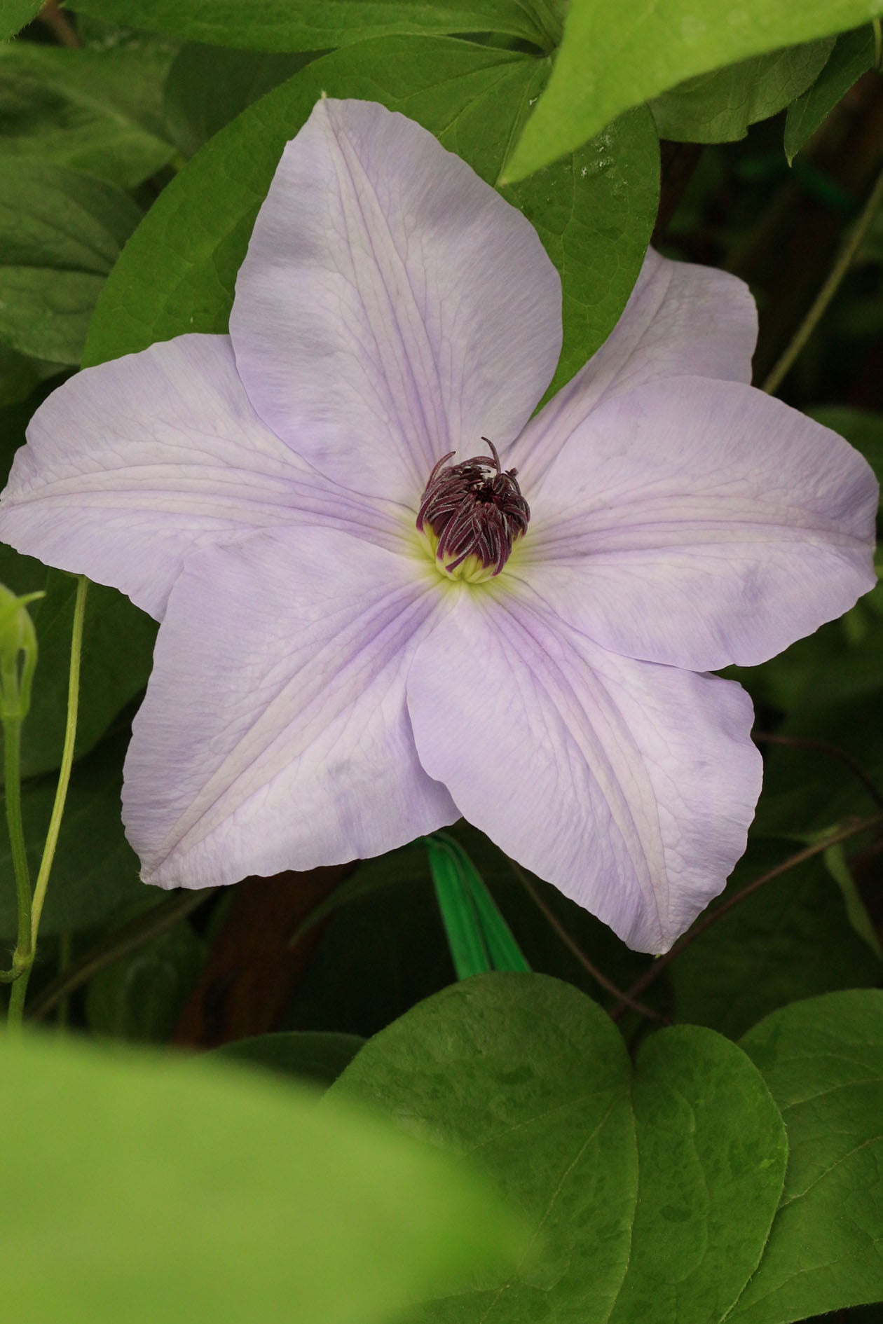 Ramona Clematis Vine
