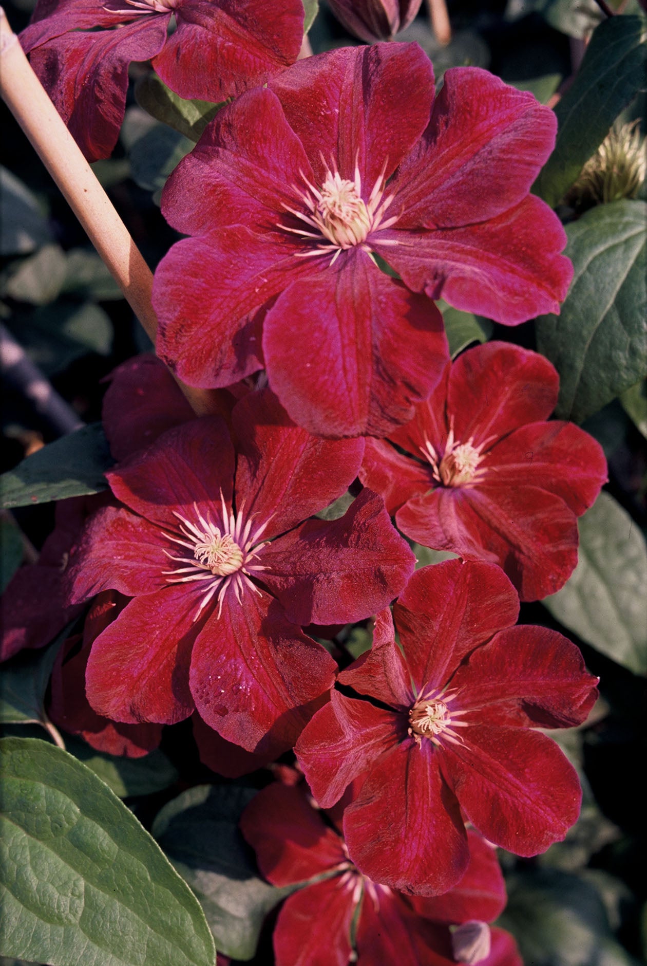 Rouge Cardinal Clematis Vine