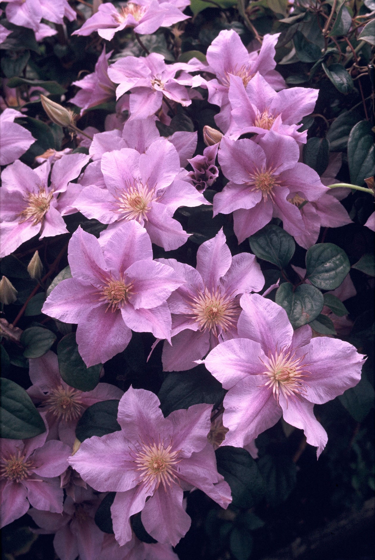 Sealand Clematis Vine