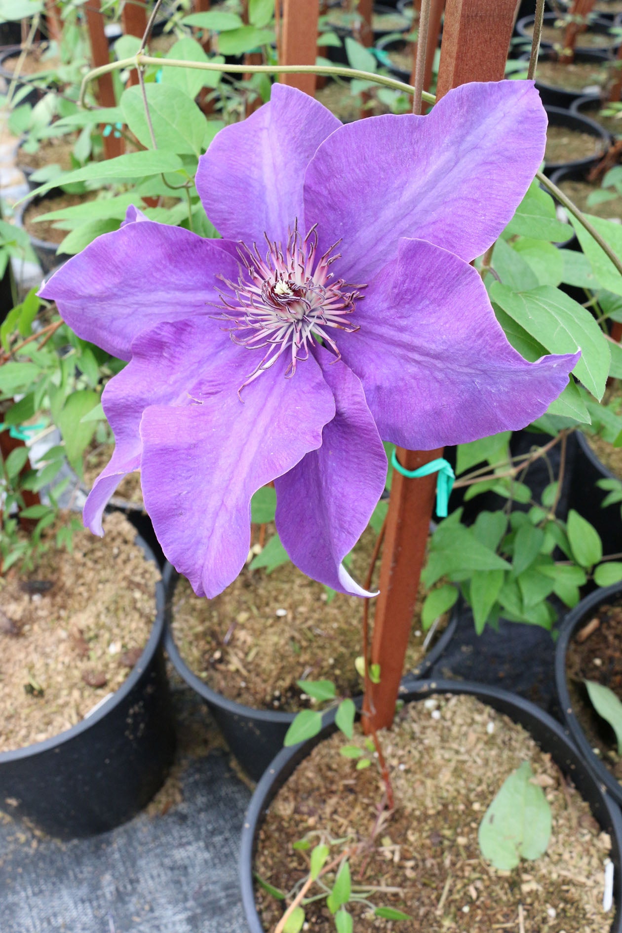 The President Clematis Vine