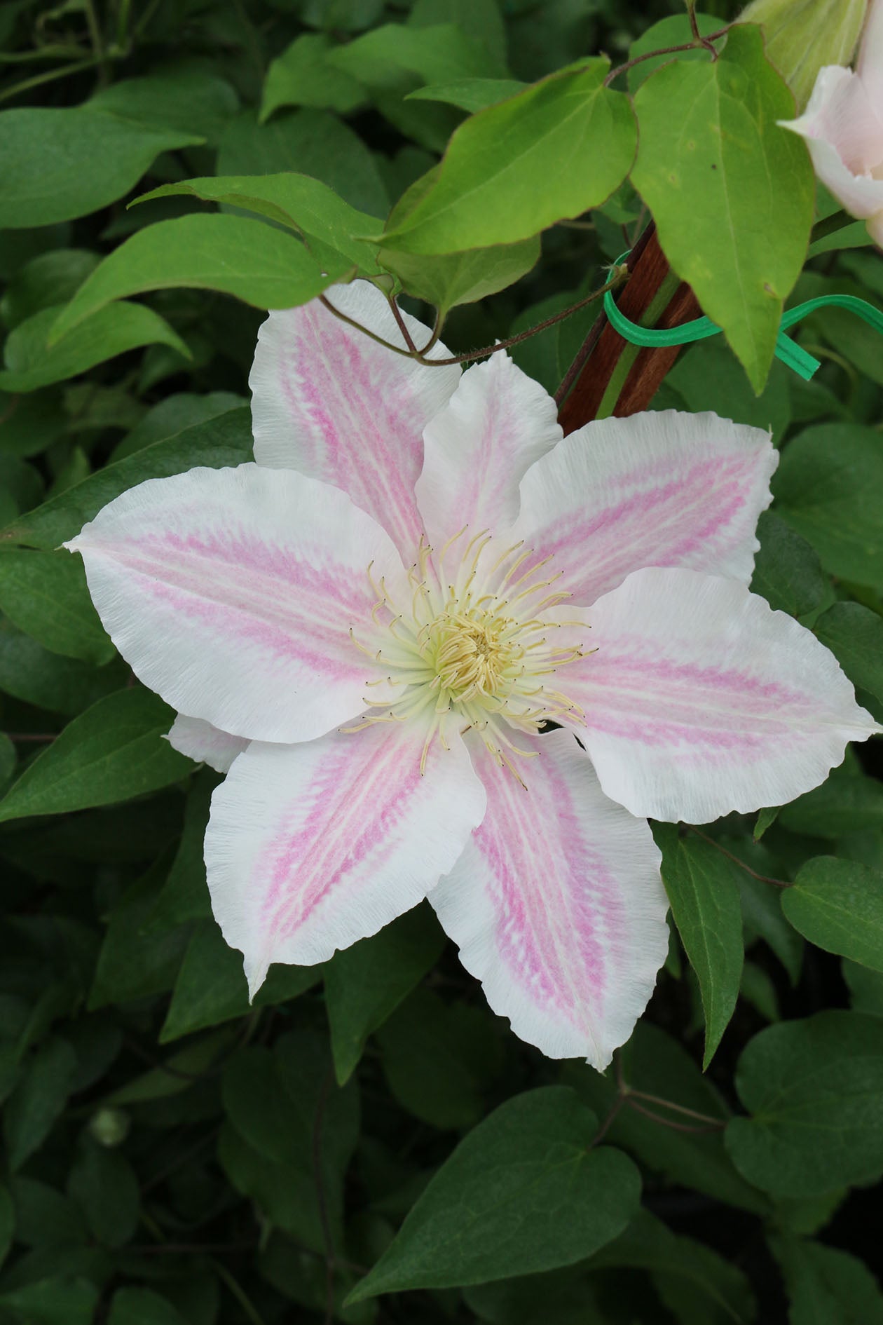 Vancouver™ Cotton Candy Clematis Vine