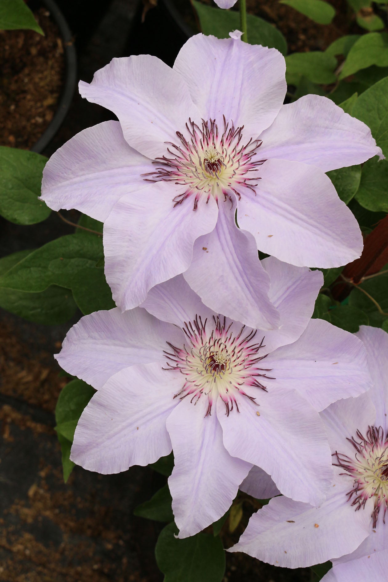 Vancouver™ Deborah Dahl Clematis Vine