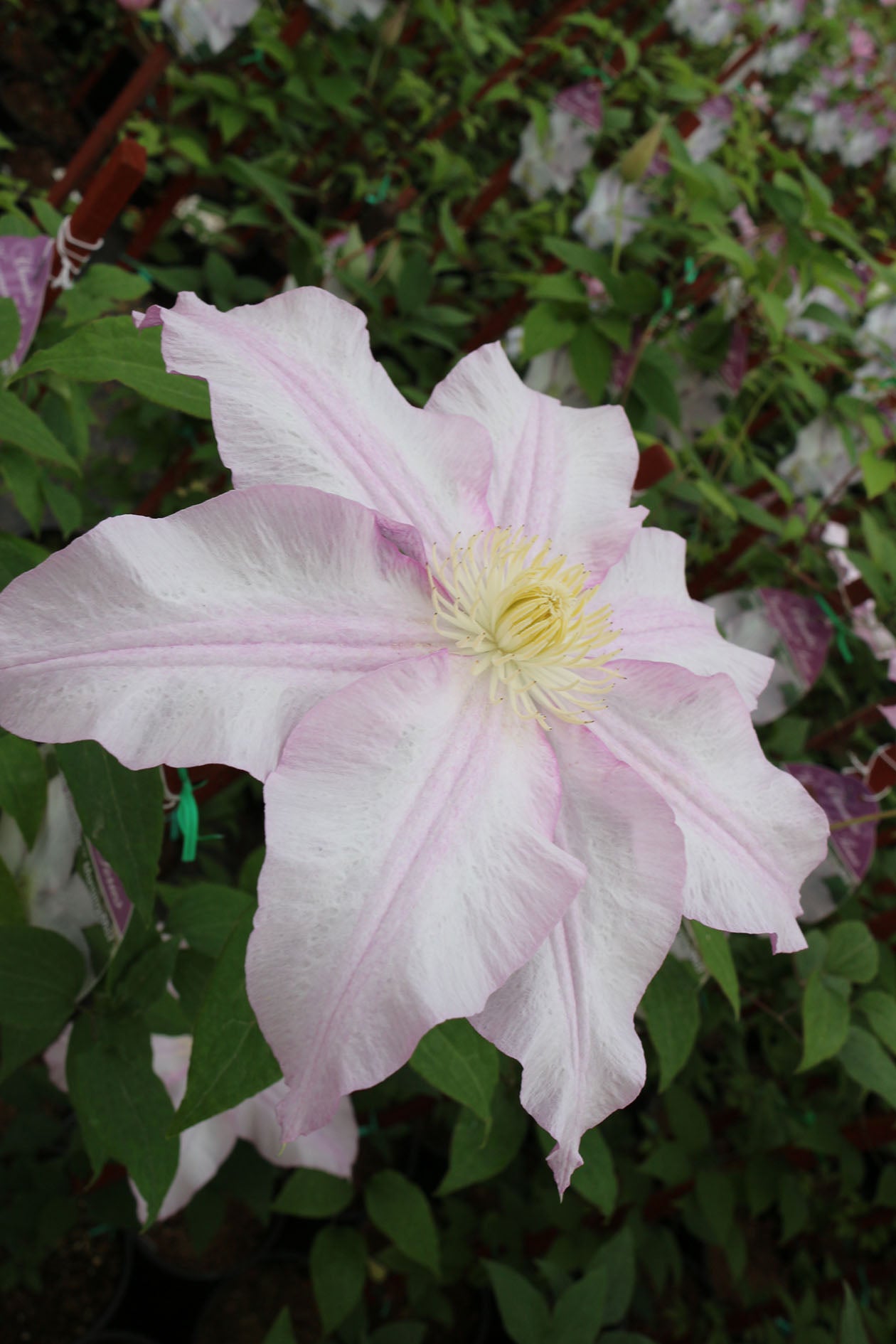 Vancouver™ Morning Mist Clematis Vine