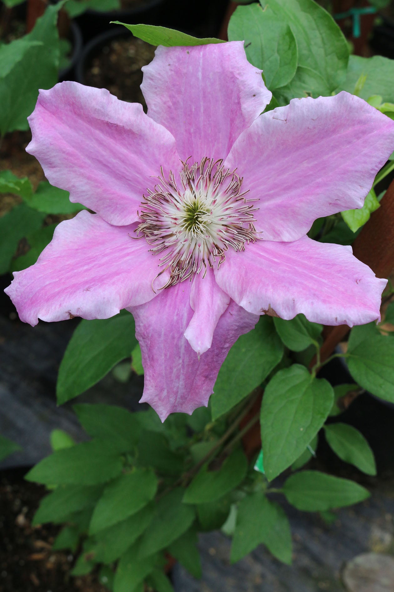 Vancouver™ Mystic Gem Clematis Vine