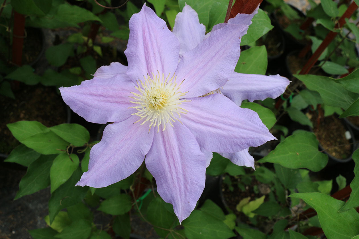 Vancouver™ Sea Breeze Clematis Vine
