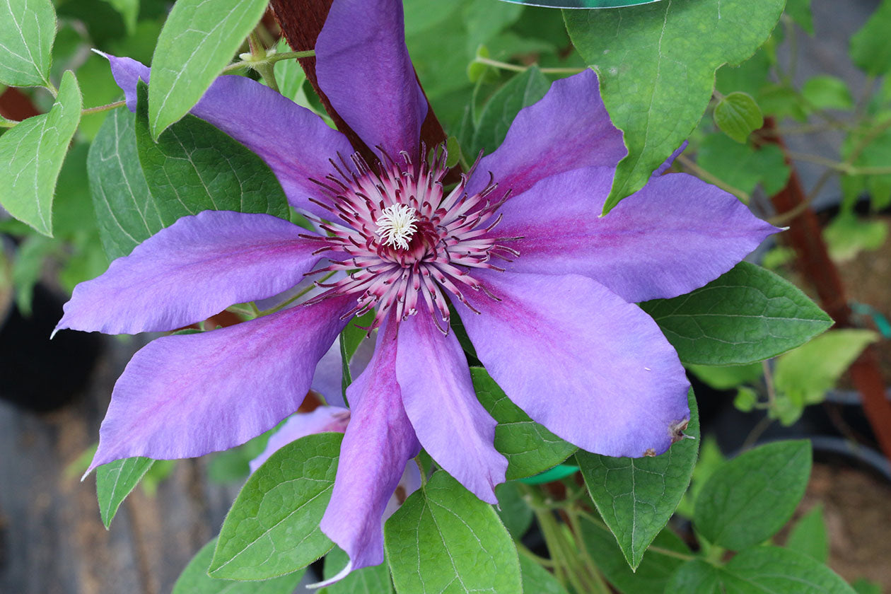 Vancouver™ Starry Night Clematis Vine