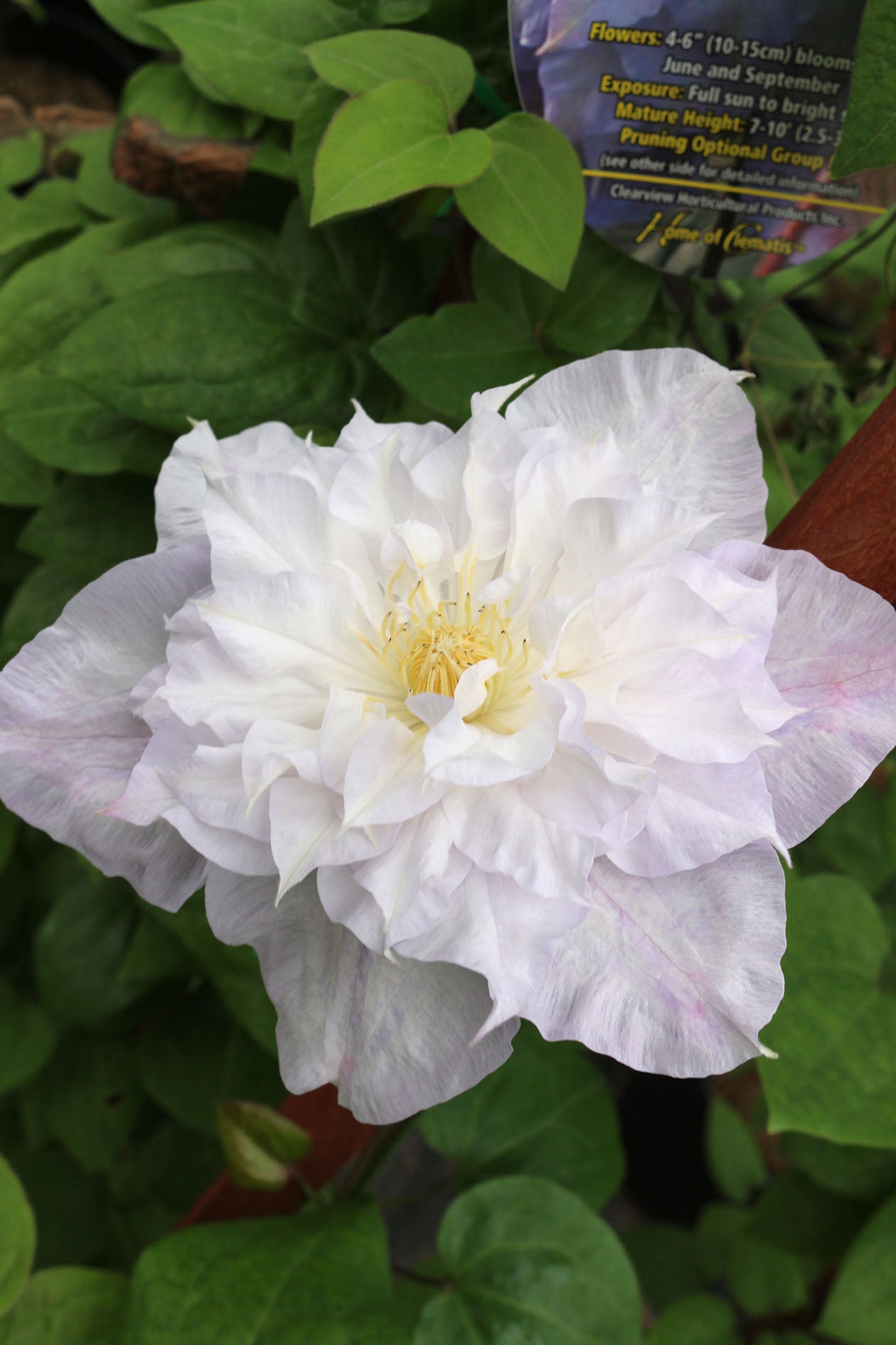 Veronica’s Choice Clematis Vine