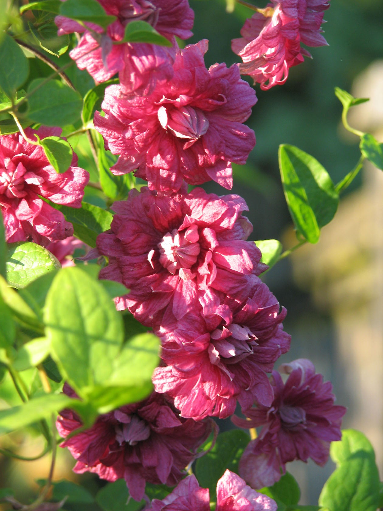 Viticella Purpurea Plena Elegans Clematis Vine