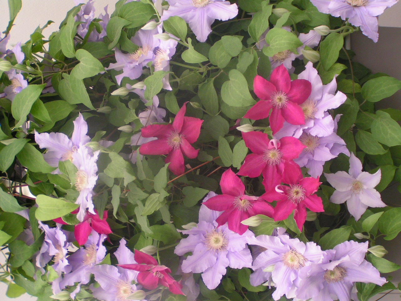 Epivo069 Tekla Clematis