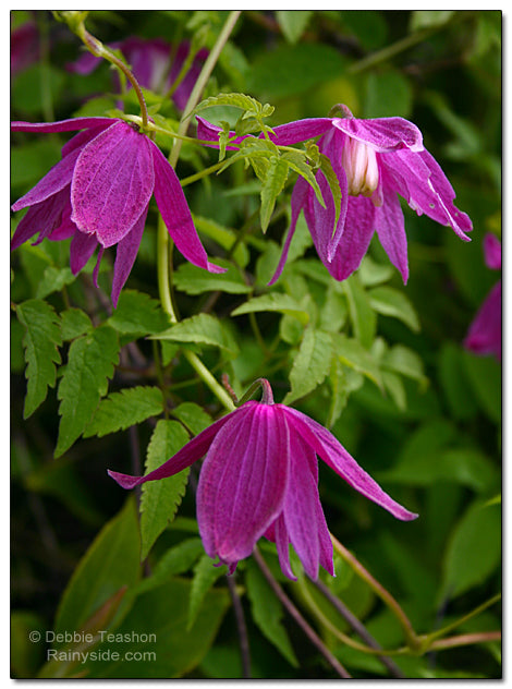 Clematis Alpina ‘Ruby’ Vine