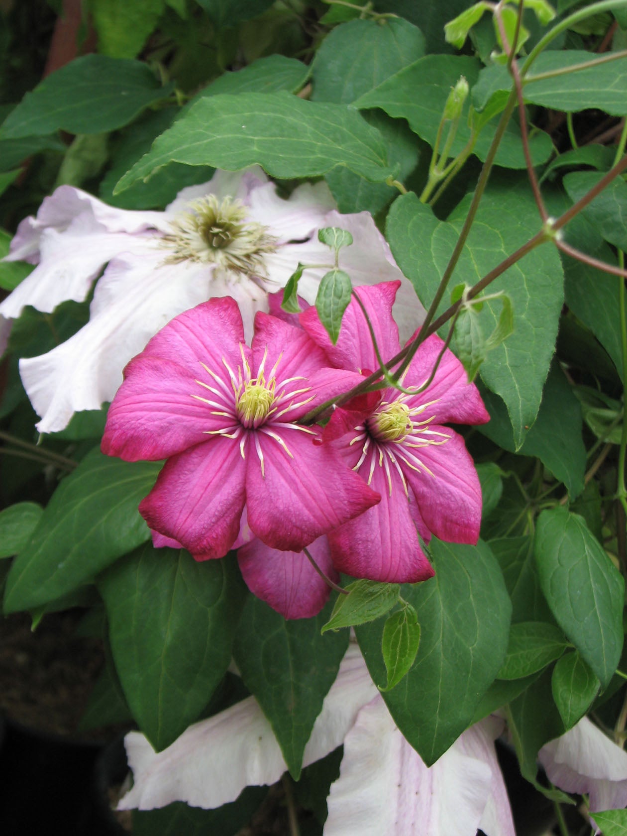 Ville de Lyon Clematis Vine