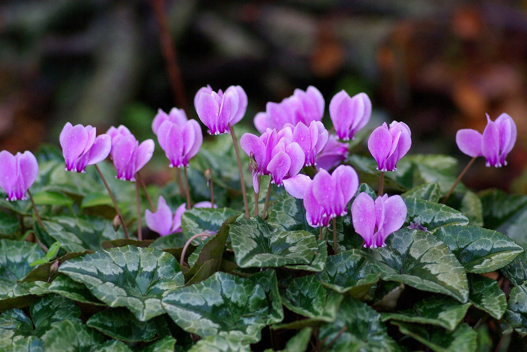 Cyclamen Hederifolium Tubers