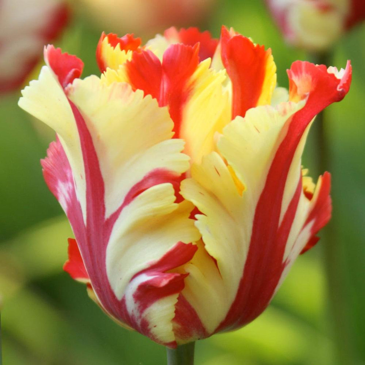 Texas Flame Tulip Bulbs