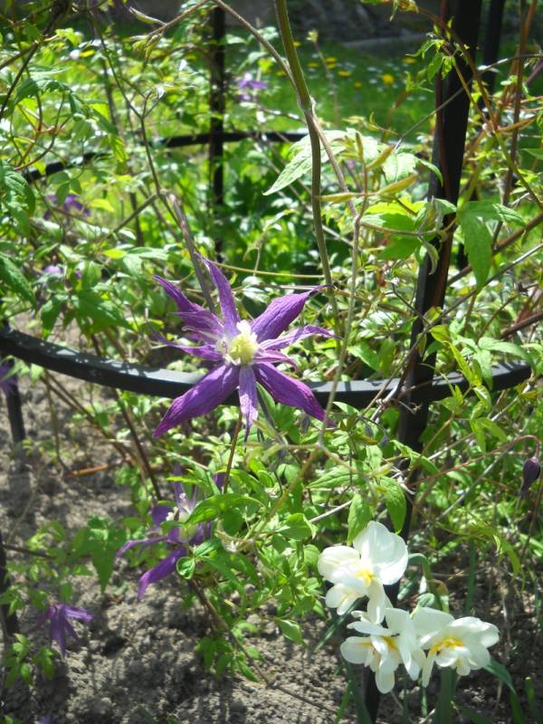 Macropetala Purple Spider Clematis Vine