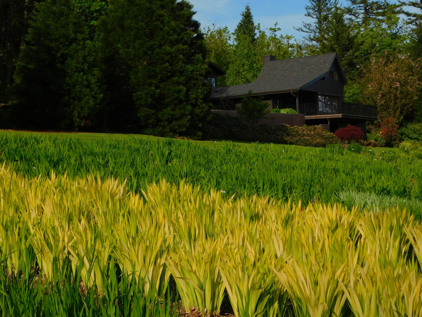 Iris pseudata Cat’s Eye