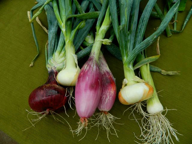 Laval French Shallot