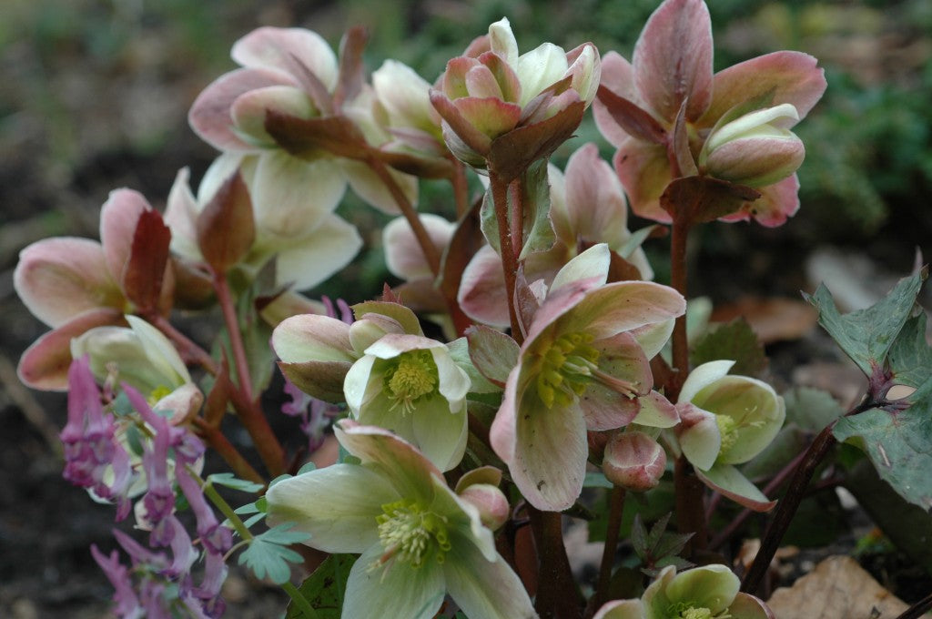 Hellebore Winter Magic™ Candy Love