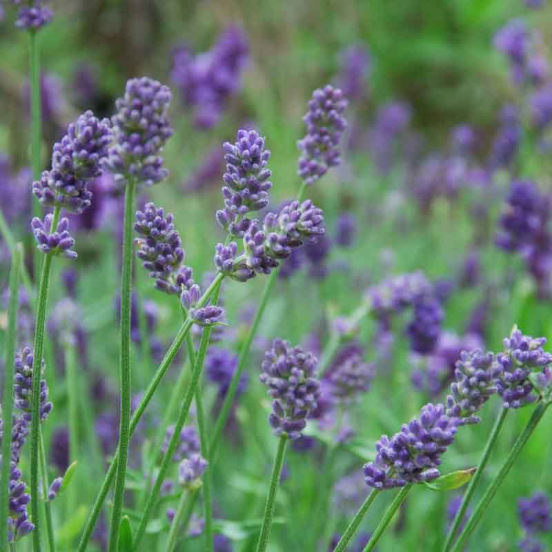 buy lavender plants online Lavandula x intermedia Provence – EVERGREEN