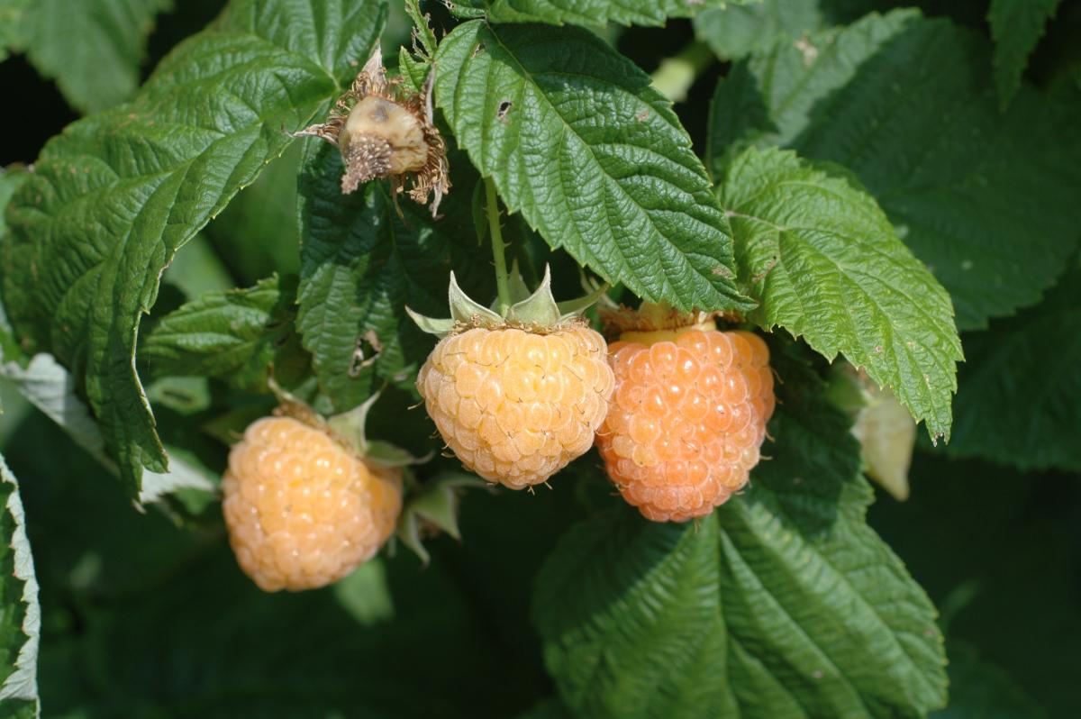 Rubus ‘Fall Gold’ Everbearing Raspberry