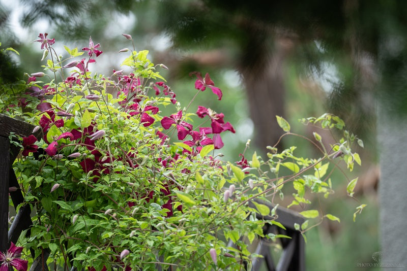 Madame Julia Correvon Clematis Vine