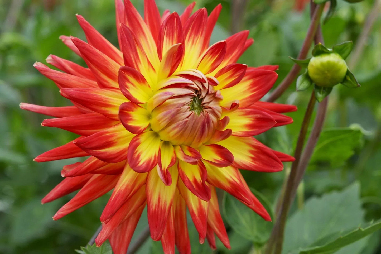 Bora Bora Dahlia