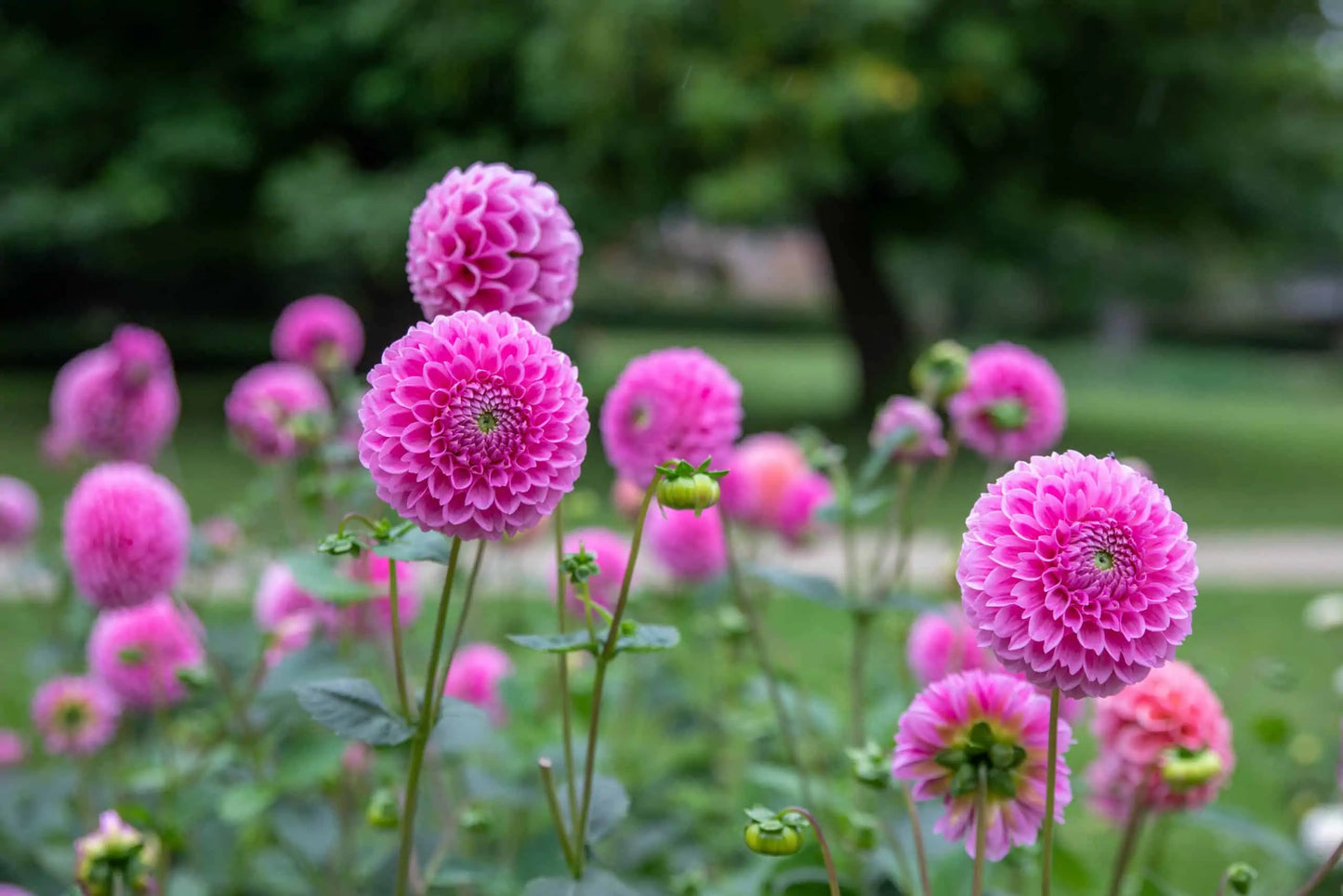 Sweet Fabienne Dahlia