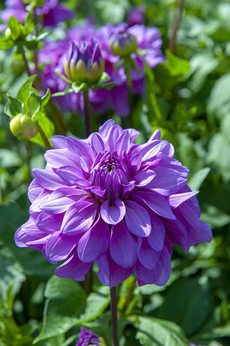 Bluetiful Dahlia