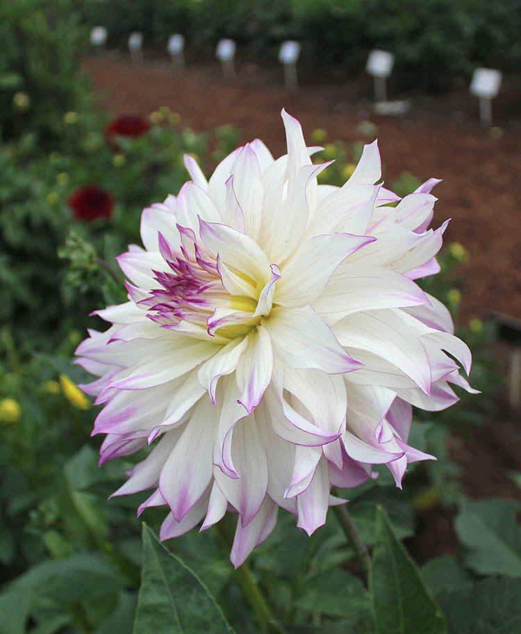 Ferncliff Illusion Dahlia
