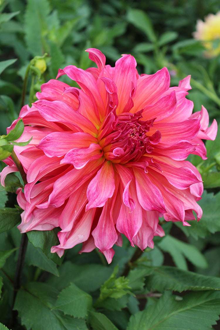 Islander Dahlia