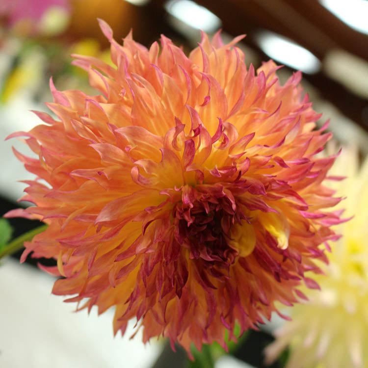 Myrtle’s Folly Dahlia